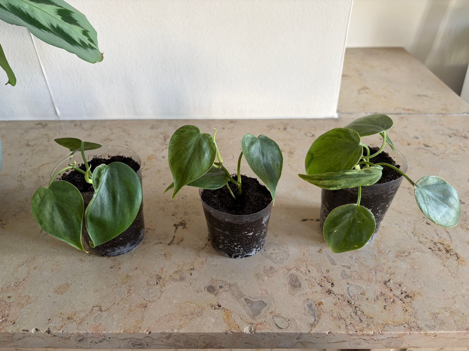 Philodendren oxy. hed. Variegata, Ophalen of Verzenden