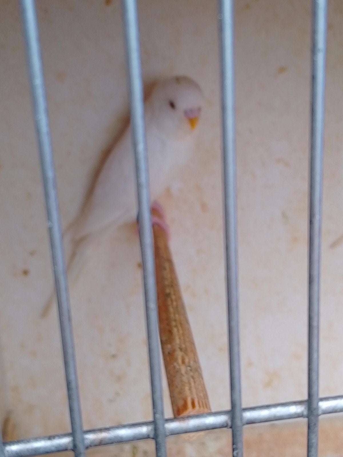 PERRUCHES ALBINOS ET LUTINOS GRASS avec ou sans CAGE, Plusieurs animaux, Perruche, Bagué