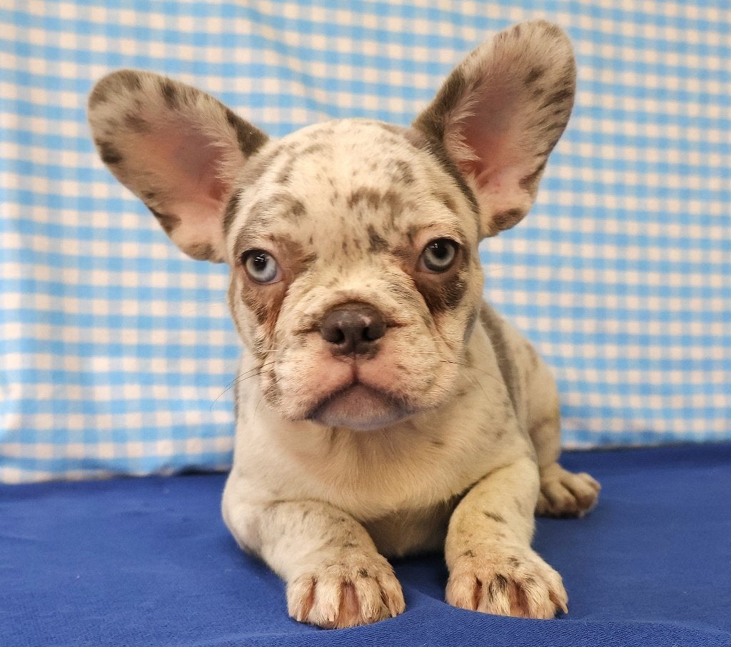 Super leuke Franse Bulldog pups!, Dieren en Toebehoren, 15 weken tot 1 jaar, Buitenland, CDV (hondenziekte), Bulldog