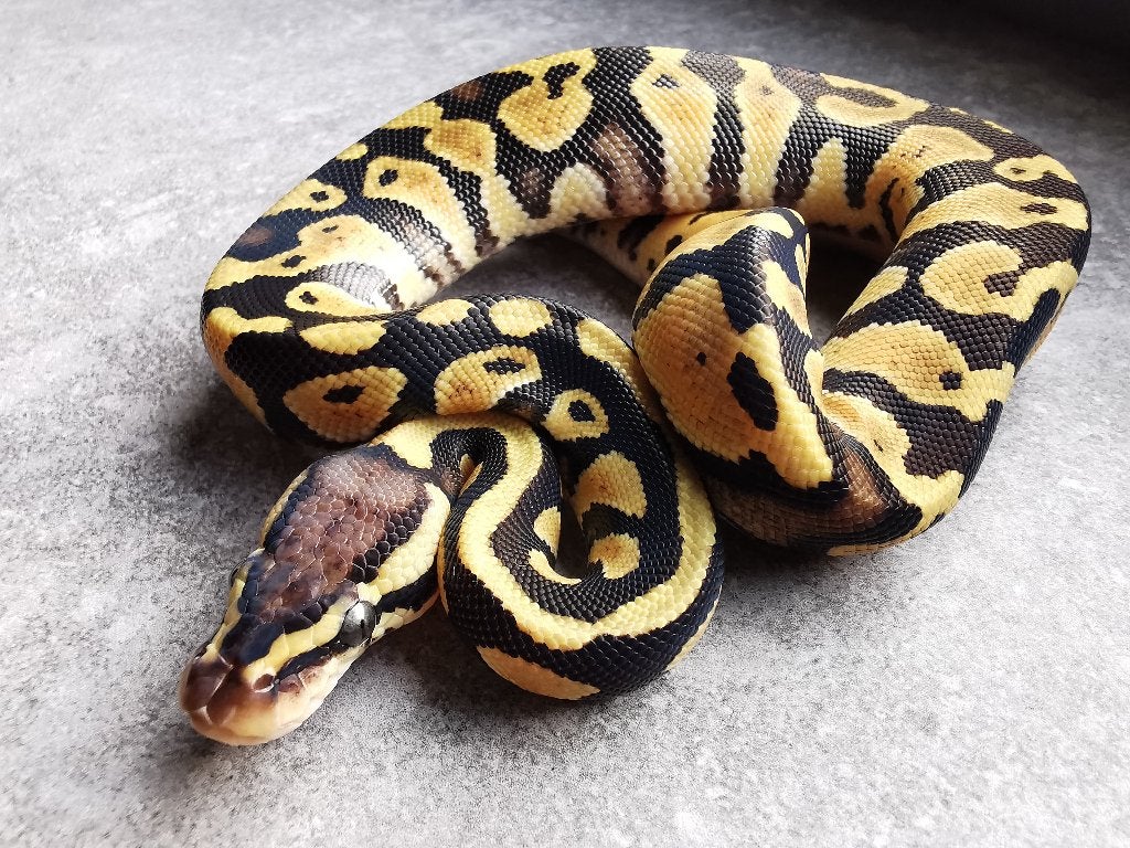 koningspython; 0.1; Pastel (het Clown of het Cryptic)