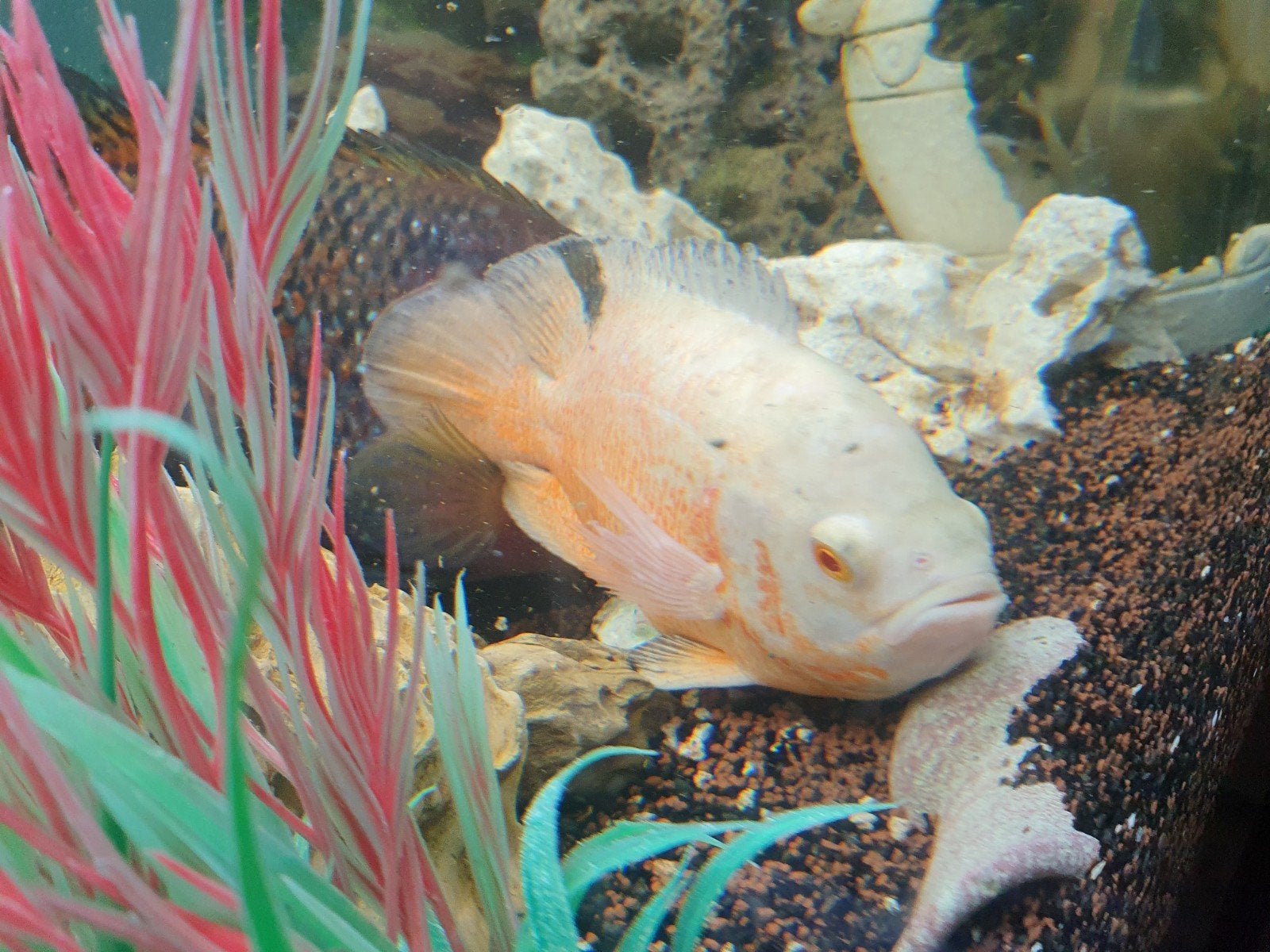 Albino oscar cichlide 20 cm, Dieren en Toebehoren, Vissen | Aquariumvissen