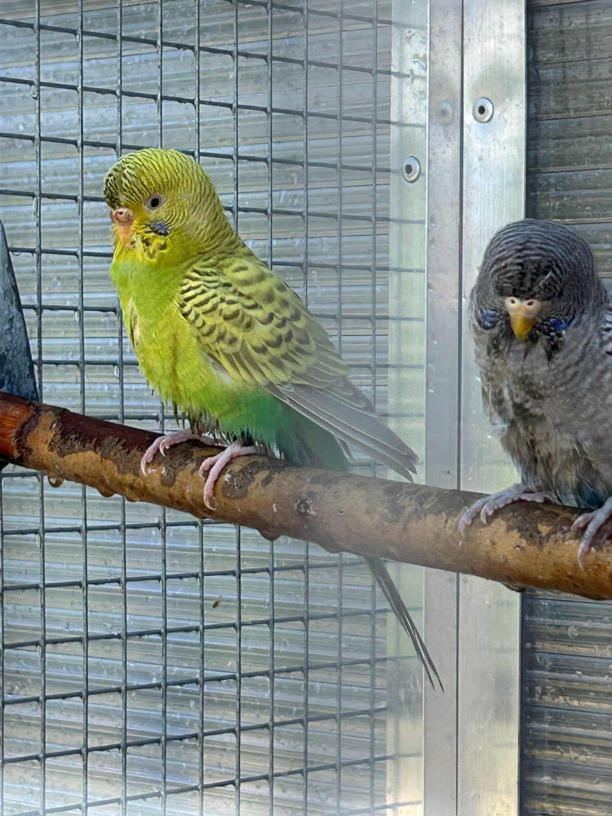 Perruches fines en jachère, Animaux & Accessoires, Oiseaux | Perruches & Perroquets, Plusieurs animaux, Perruche, Bagué