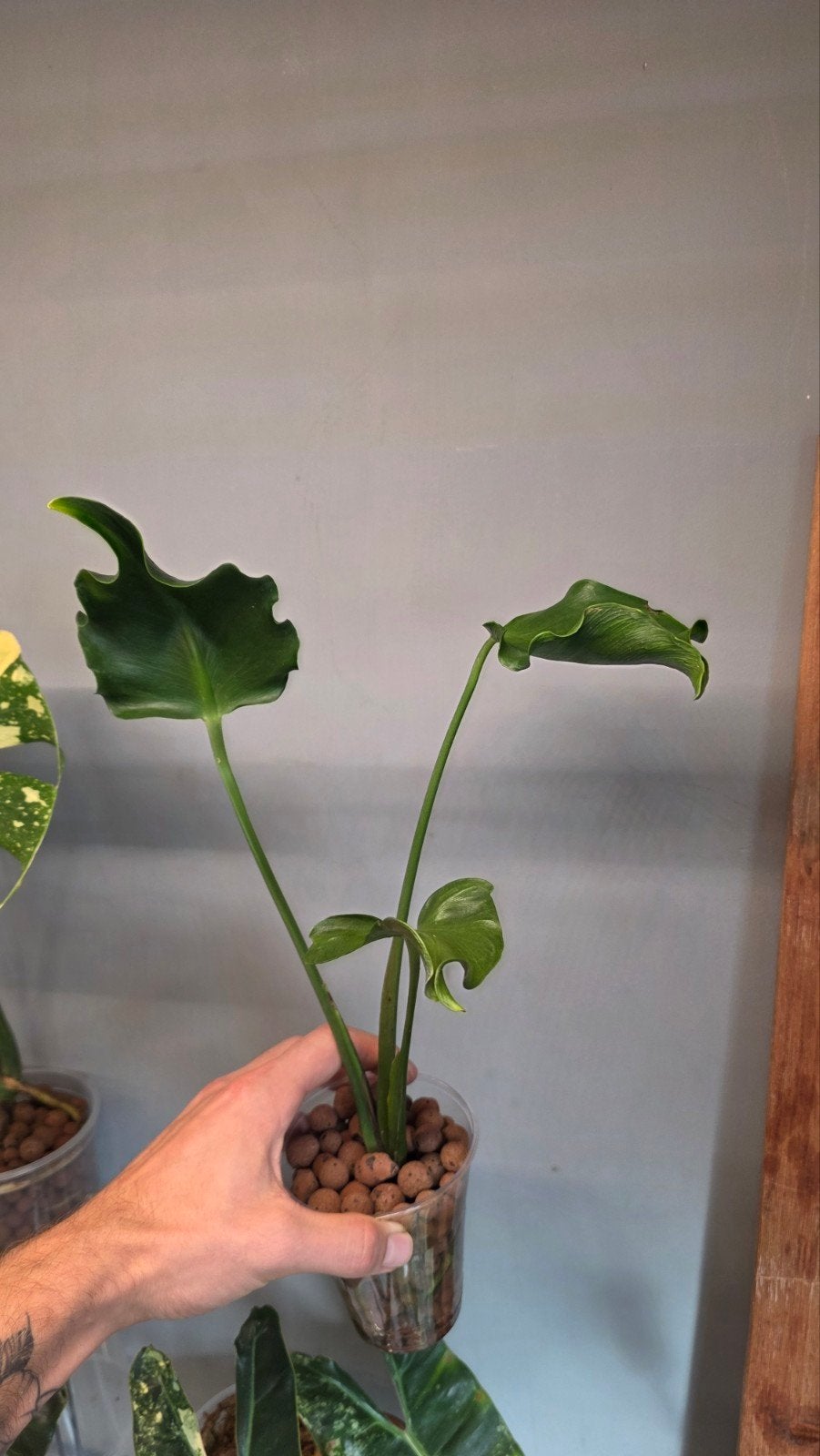 monstera unniae, Enlèvement ou Envoi