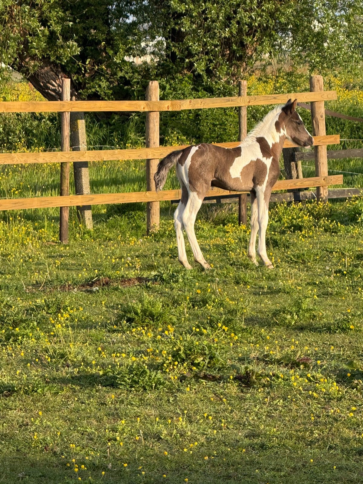 Te koop prachtig pony veulen, Dieren en Toebehoren, Paarden, Hengst, Niet van toepassing, Minder dan 160 cm, 0 tot 2 jaar, Springpaard