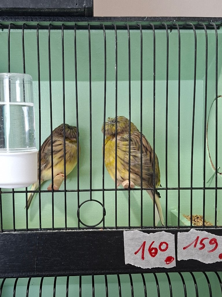 Glosters corona en consort, Dieren en Toebehoren, Meerdere dieren, Postuurkanarie