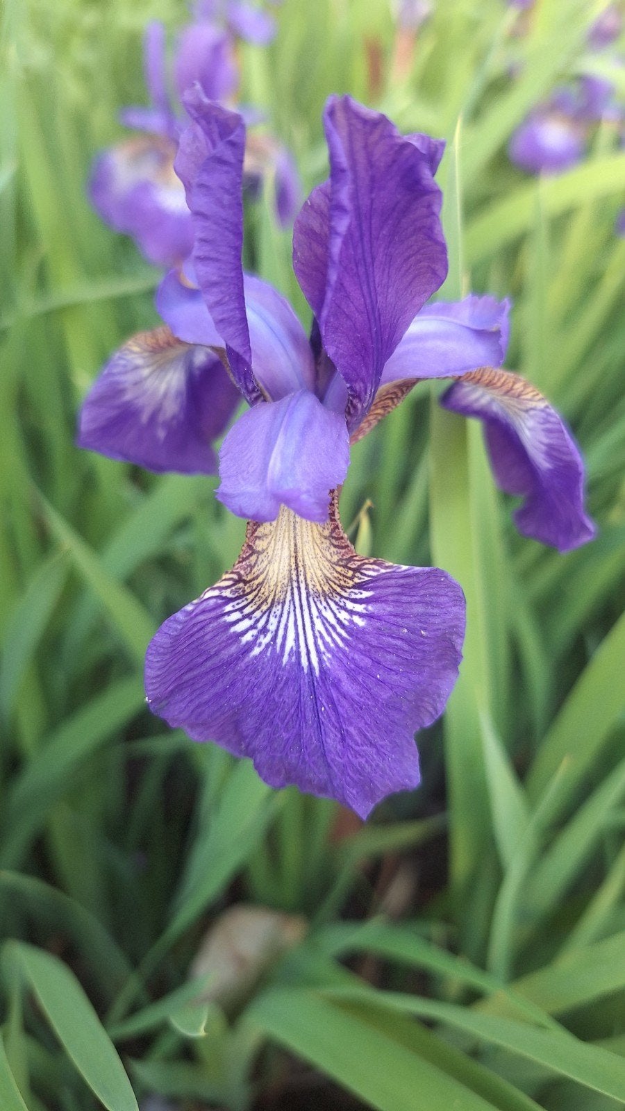 iris lis plant 3 voor 5 €, Tuin en Terras, Ophalen, Lente, Vaste plant