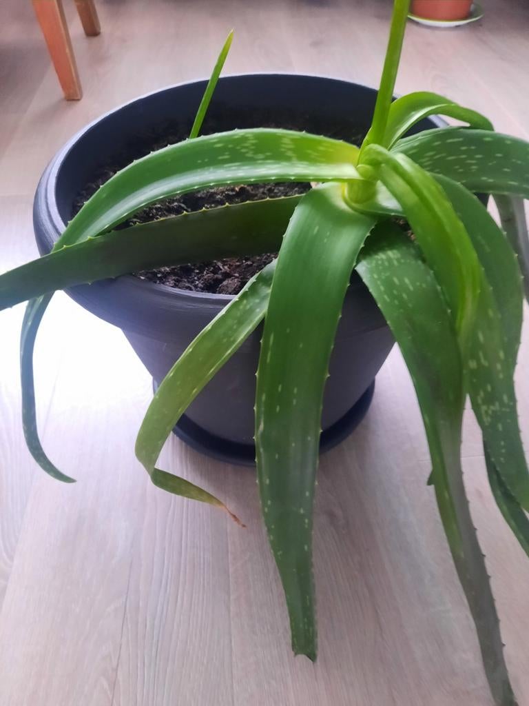 Aloë Vera, Ophalen, In pot