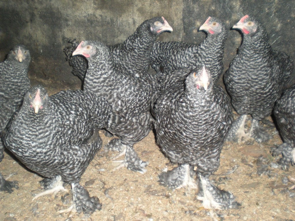 mechelse koekoek hennen, Dieren en Toebehoren, Pluimvee, Vrouwelijk, Kip