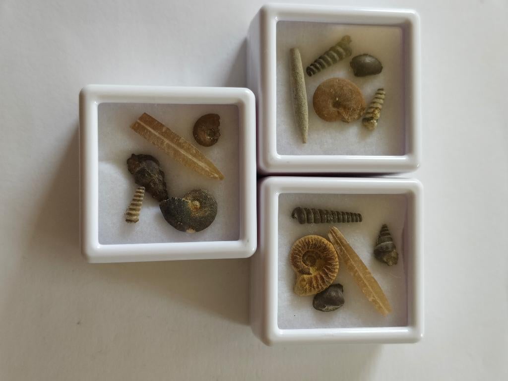 Mini-fossiles, Enlèvement ou Envoi, Fossile