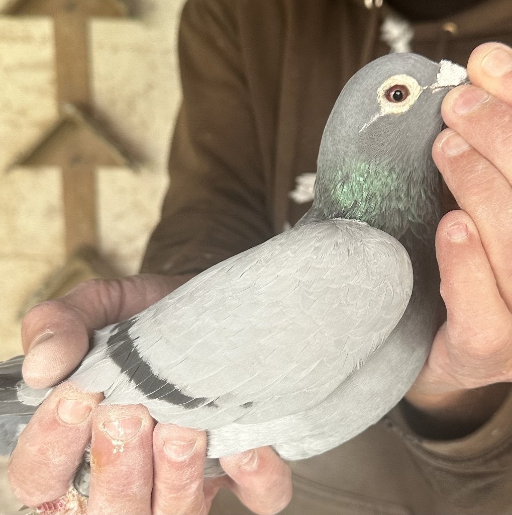 Bewezen kweekduiven, Femelle, Pigeon voyageur