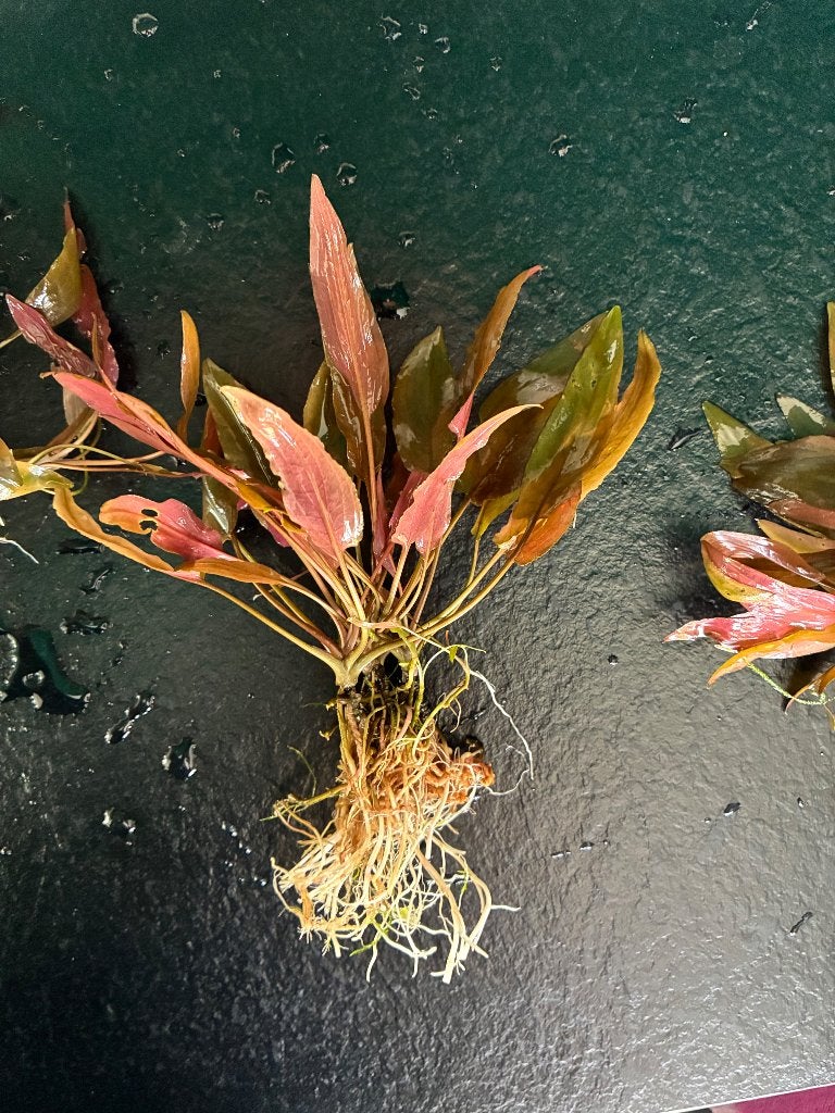 Crypto plantjes aquarium, Ophalen, Nieuw, Plant(en), Steen of Hout