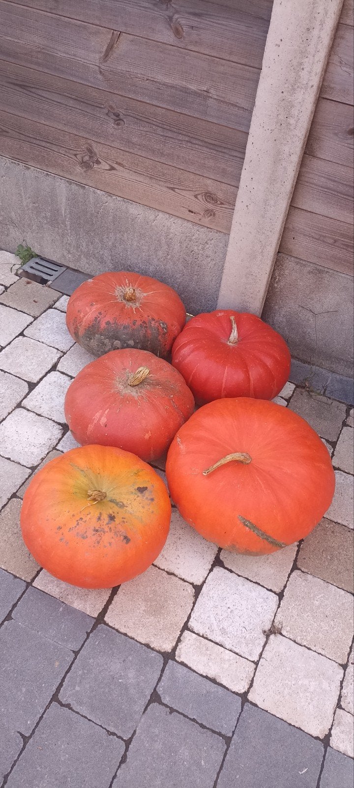 Pompoenen, 2,5 euro / stuk, Ophalen