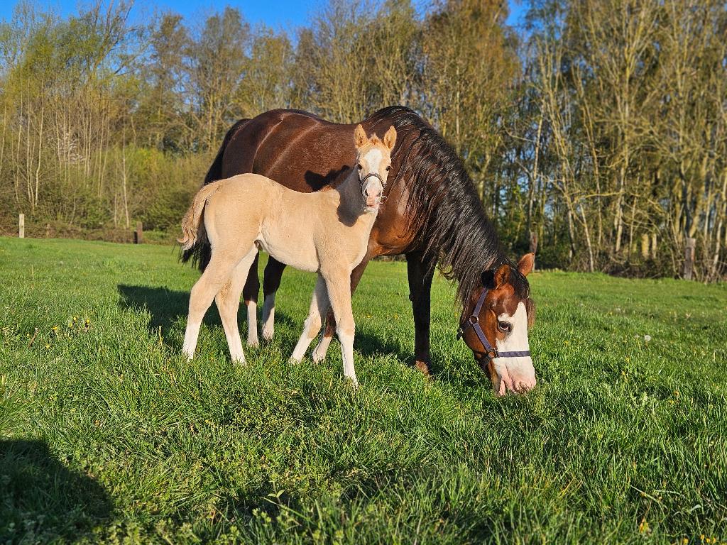 Aqha quarter dunalino merrie veulen, Moins de 160 cm, Cheval western, 0 à 2 ans, Non dressé