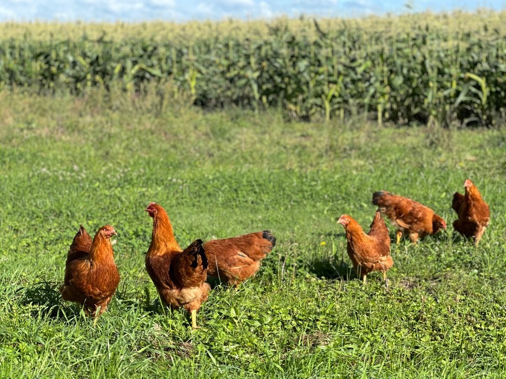 Jonge tamme New Hampshire kippen gesekst & ingeënt, Dieren en Toebehoren, Vrouwelijk, Kip