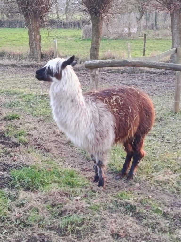 Alpaca hengst, Dieren en Toebehoren, Mannelijk, 6 jaar of ouder