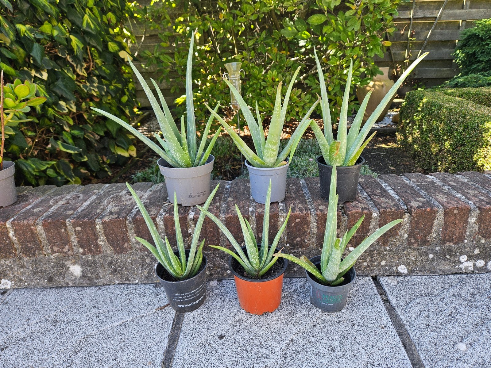Mooie stevige aloë vera plantjes, Tuin en Terras, Ophalen