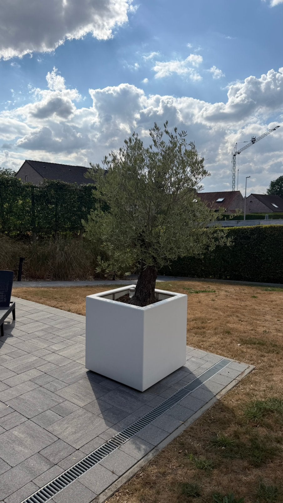 Olijfboom in bak/pot, streilitzia en cortenstaal bak te koop, Tuin en Terras, Ophalen, Zo goed als nieuw