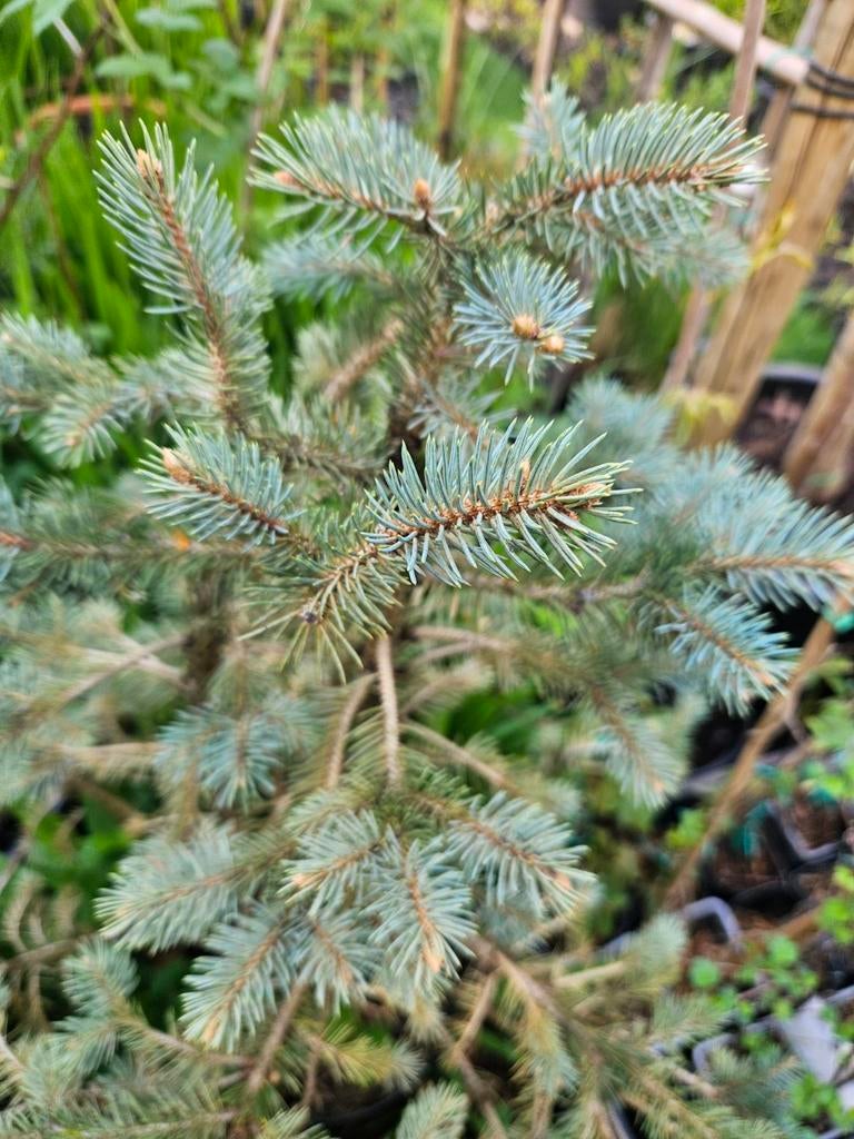 Blauw spar voor bonsai, Tuin en Terras, Vaste plant, Bloeit niet, Halfschaduw, Ophalen