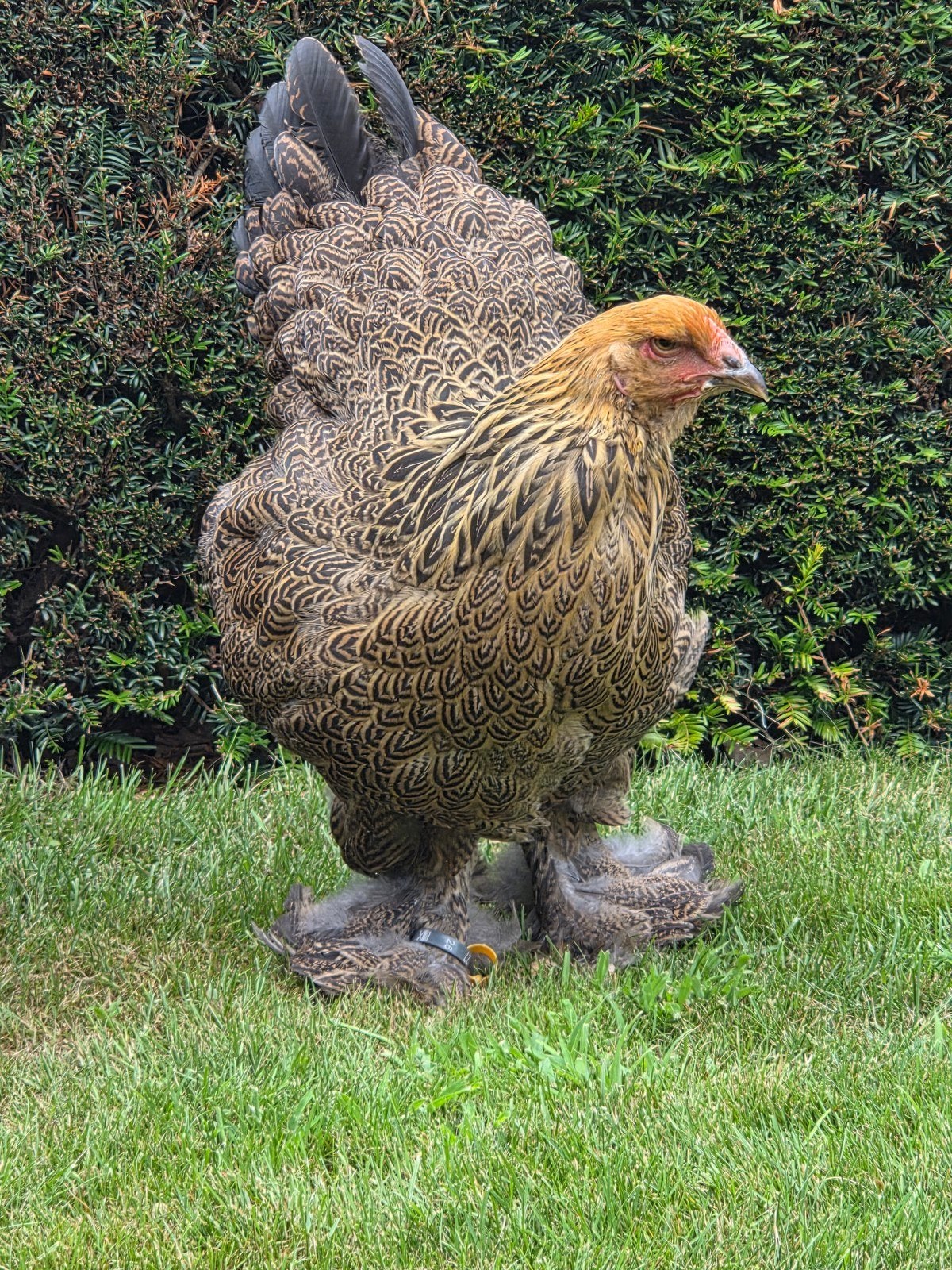 Brahma meerzomig patrijs hennen, Dieren en Toebehoren, Pluimvee