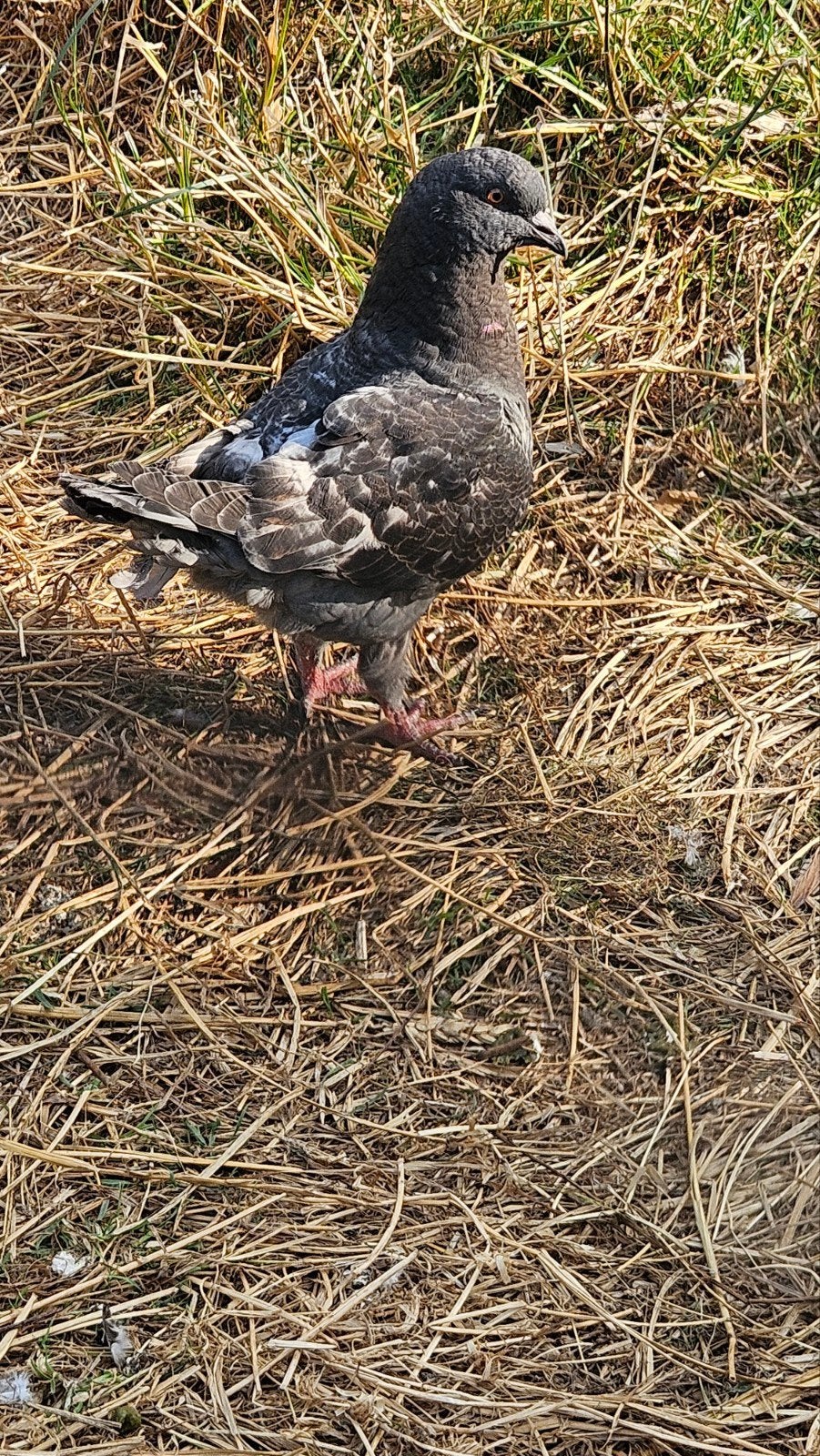 knappe kingduiven, Dieren en Toebehoren, Geslacht onbekend, Overige soorten