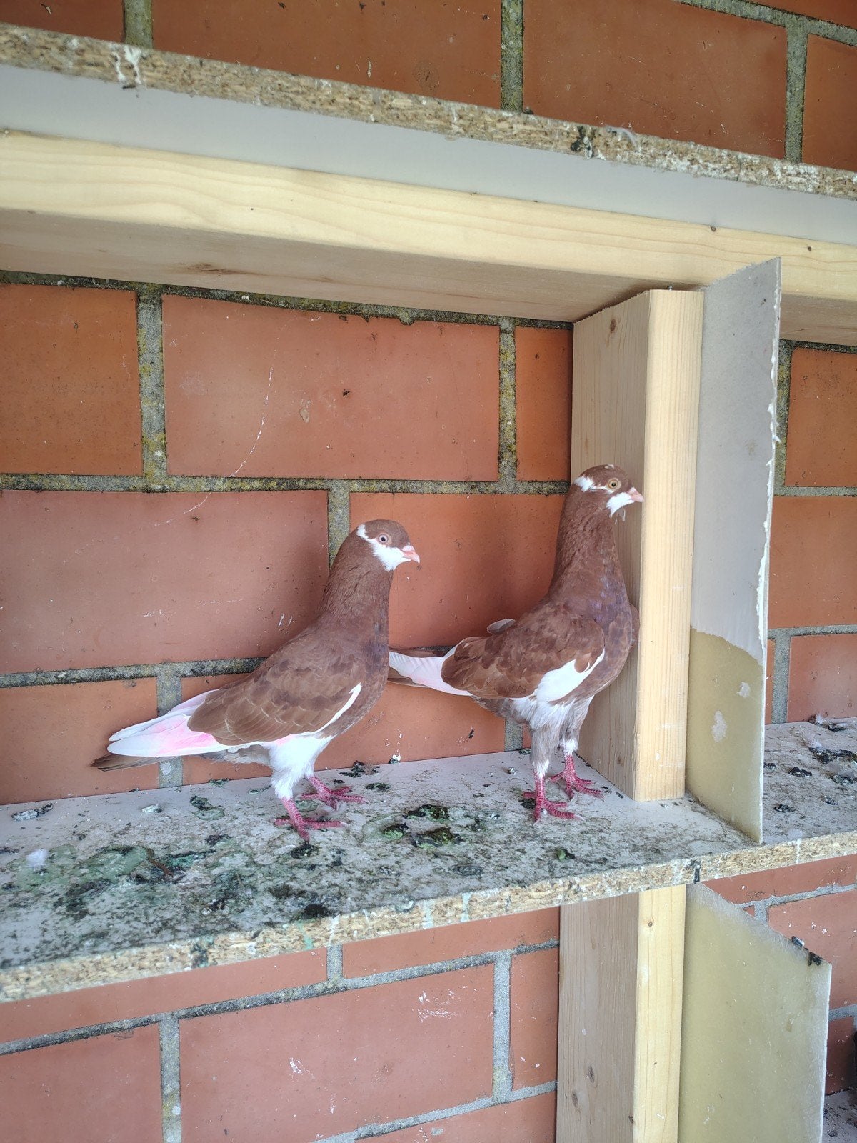 Duiven te koop of te ruilen, Dieren en Toebehoren, Vogels | Duiven