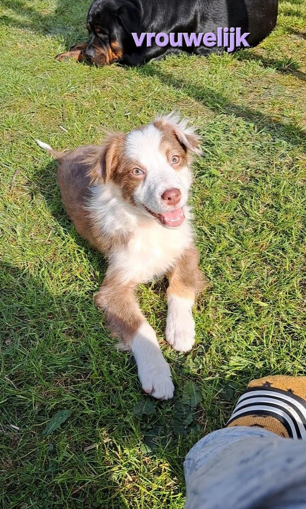 Lieve Australische herder pups op boerderij ouders aanwezig, Parvo, België, 8 tot 15 weken, Meerdere