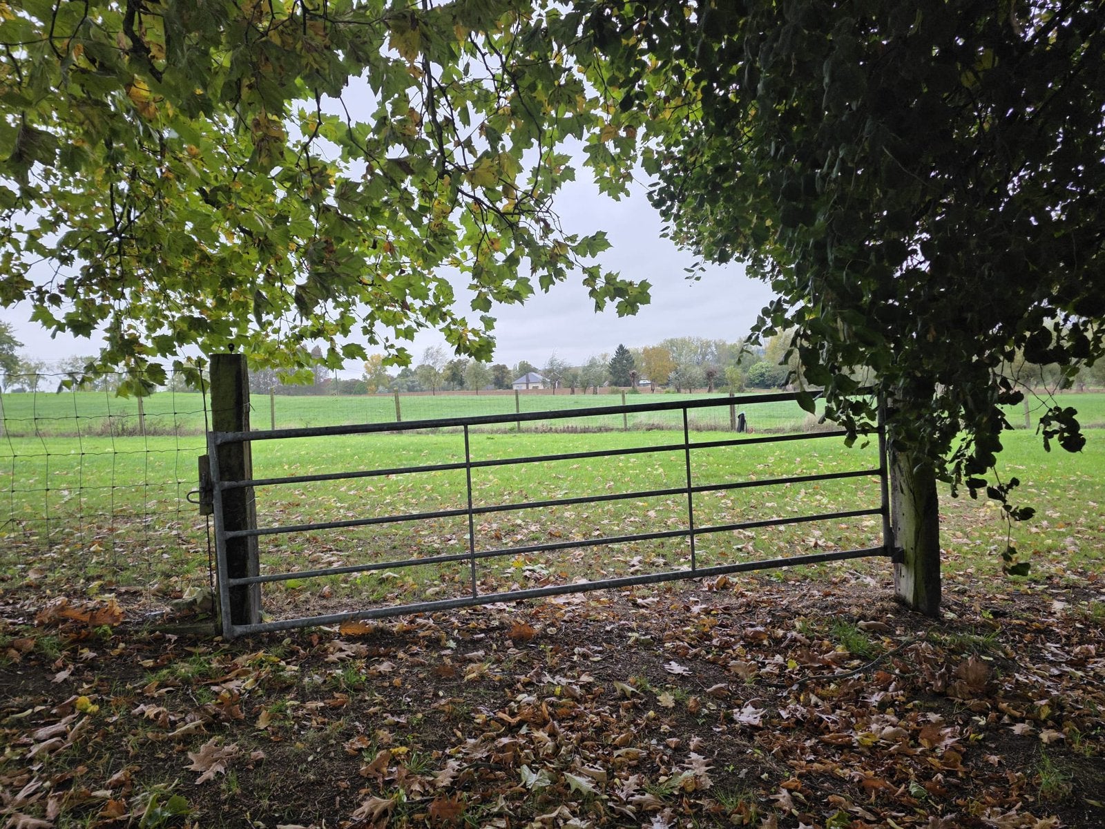 Weidepoort weidehekken poort hekken, Weidegang