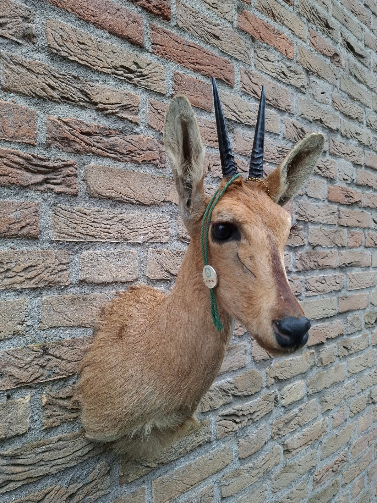 opgezette kop duiker afrika taxidermie schedel jacht gewei, Verzamelen, Ophalen, Wild dier, Gewei of Kop