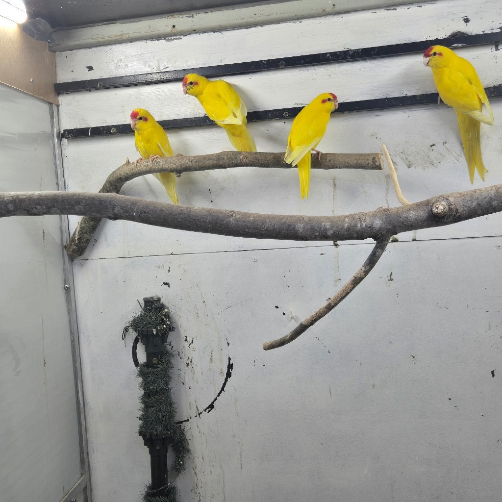 Kakarikie's zie beschrijving, Plusieurs animaux, Perroquet, Bagué