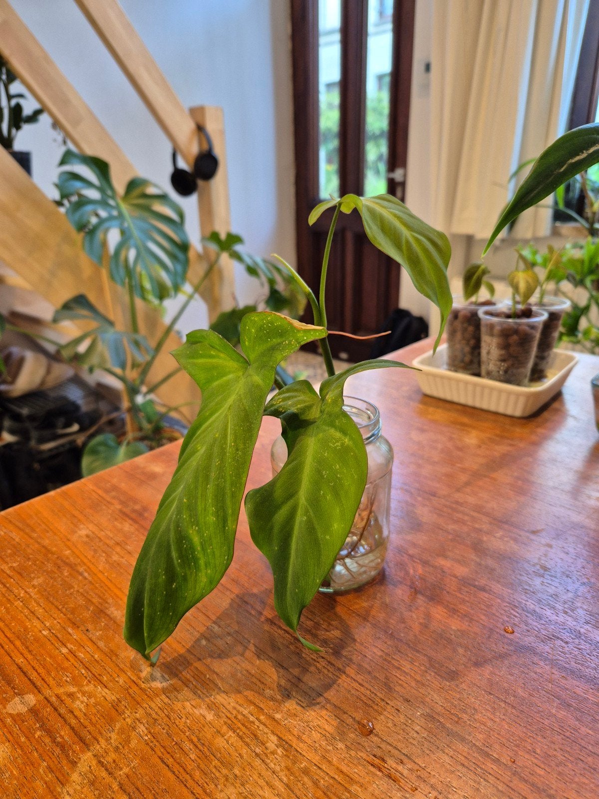 Philodendron camposportoanum, Ophalen of Verzenden