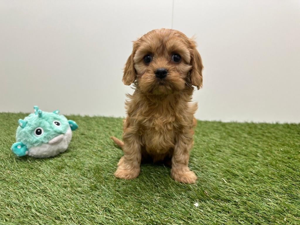Portée de chiots Cavapoo (F2)