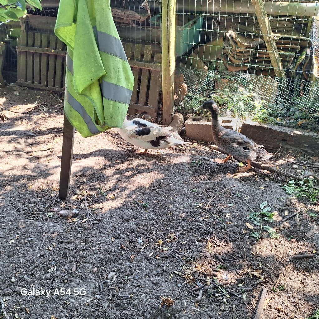 Barberie eende hen, Dieren en Toebehoren