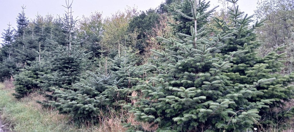 Sapin Nordmann, Divers, Enlèvement, Neuf