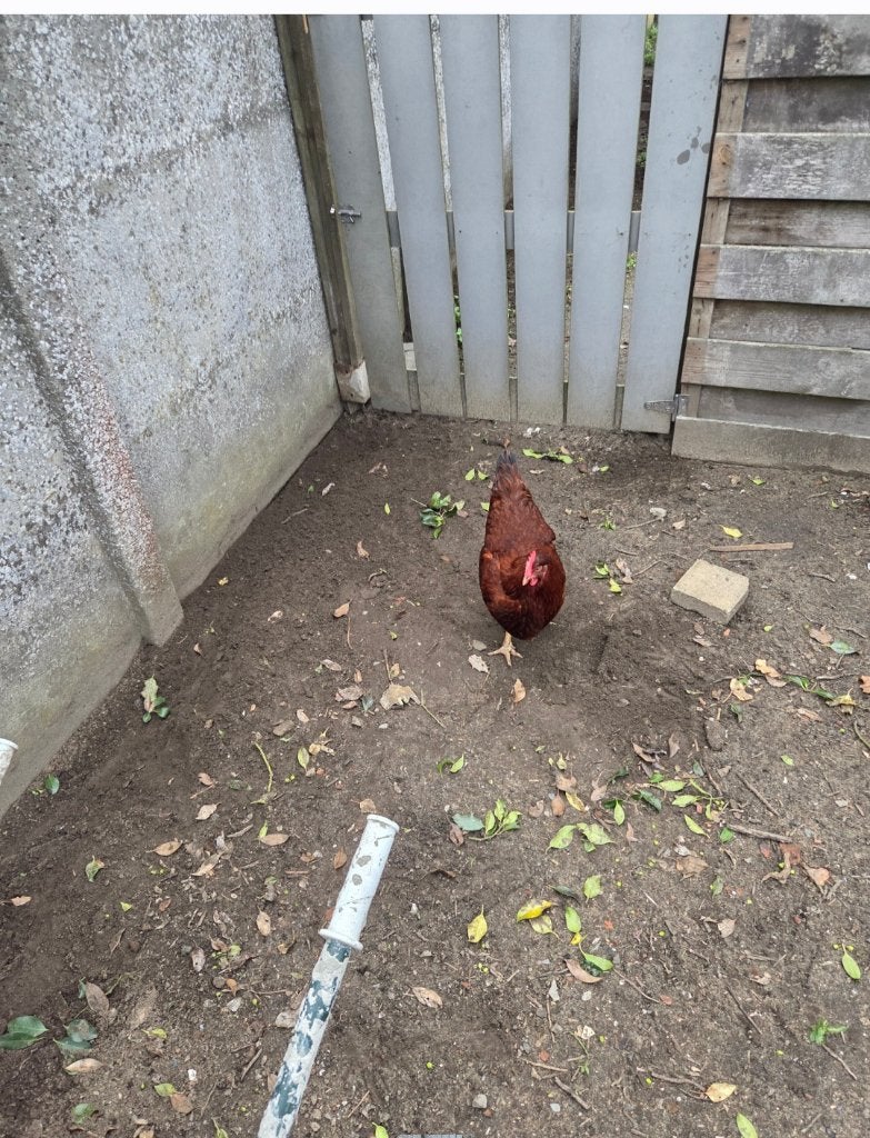 3 gezonde legkippen - €30, Poule ou poulet