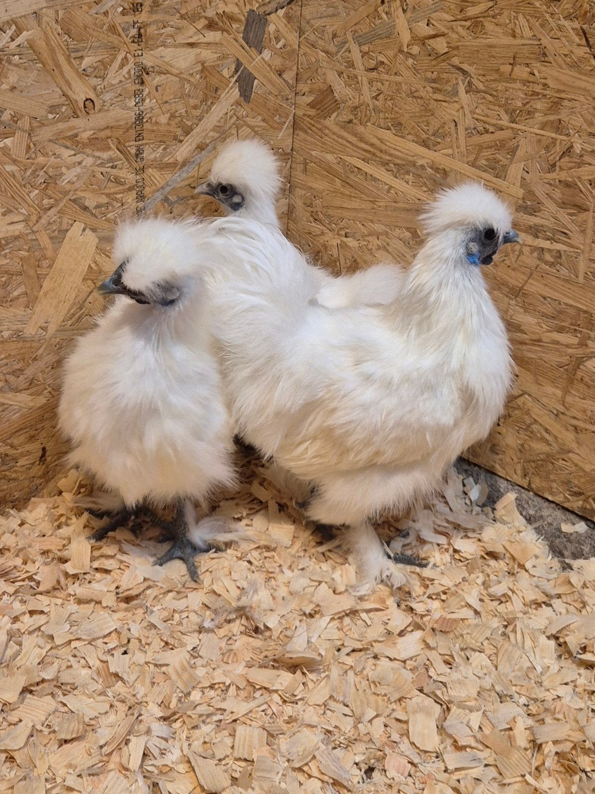 zijdehoentjes, Dieren en Toebehoren