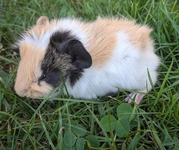 2 mooie baby cavia broertjes, Dieren en Toebehoren, Knaagdieren, Cavia, Augustus, Mannelijk, Tam