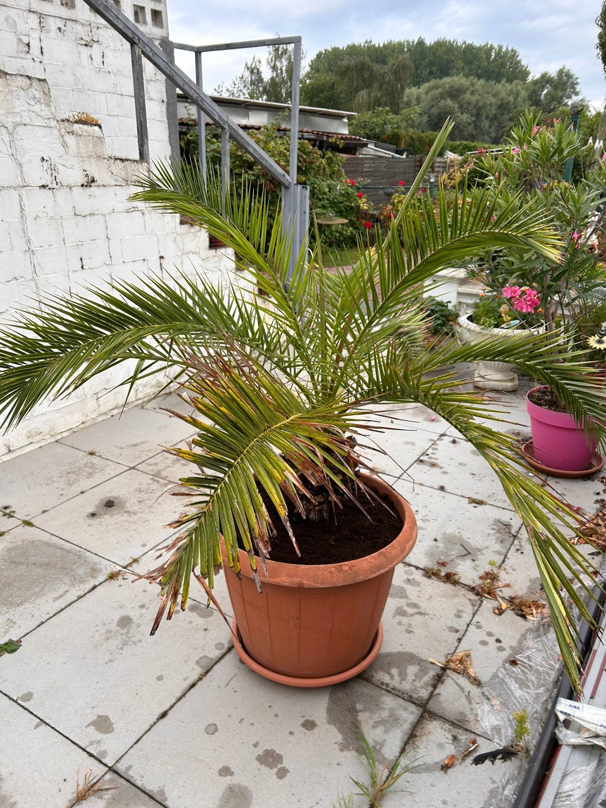 Mooie 25 jaar oude dadelpalm 160 cm hoog, Tuin en Terras, Planten | Tuinplanten, Ophalen of Verzenden, Vaste plant, Overige soorten