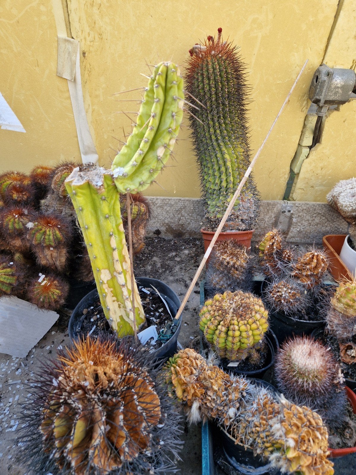 Cactussen, Ophalen