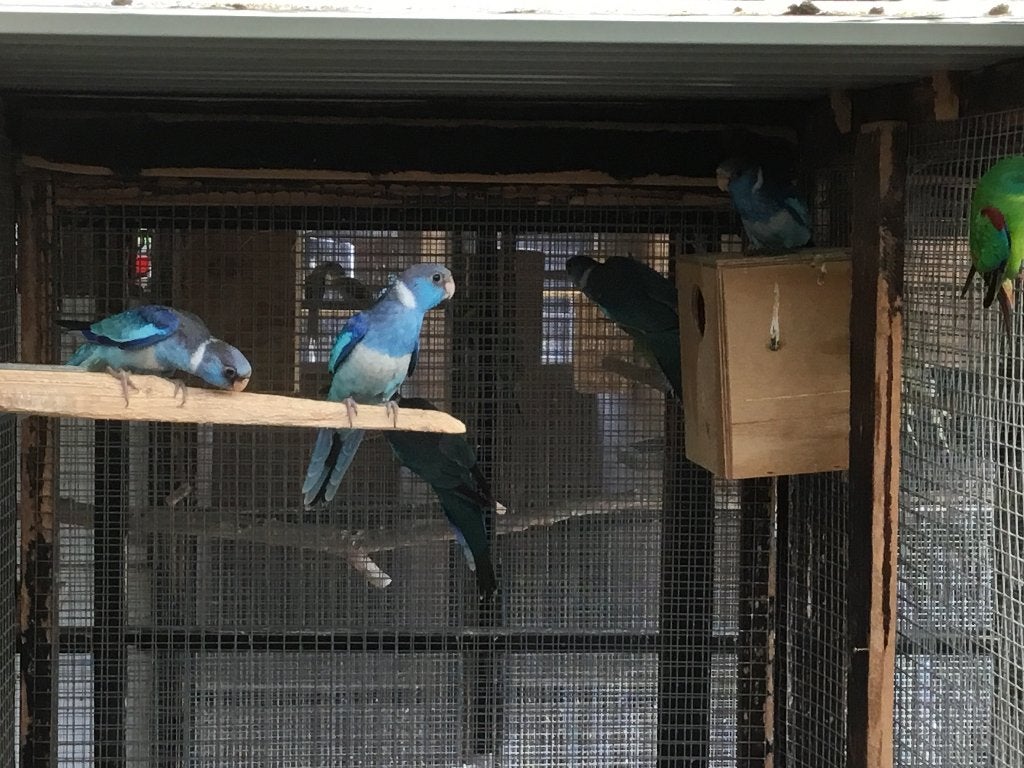 Blauwe barnards, Dieren en Toebehoren