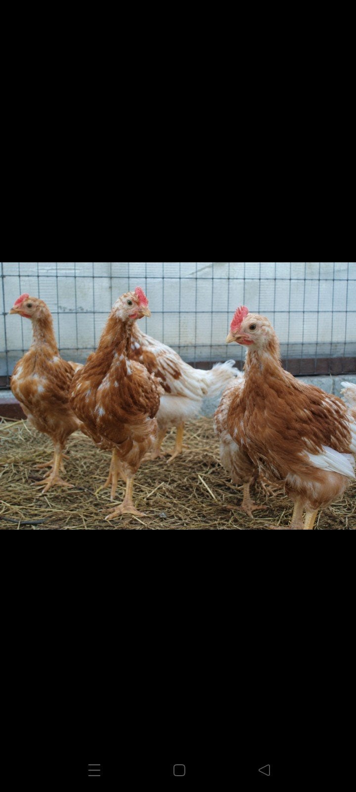 Hanen, Dieren en Toebehoren