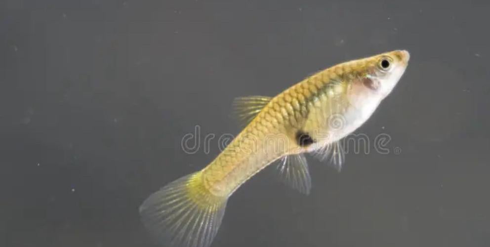 Endler baby guppy’s, Dieren en Toebehoren, Vis, Zoetwatervis