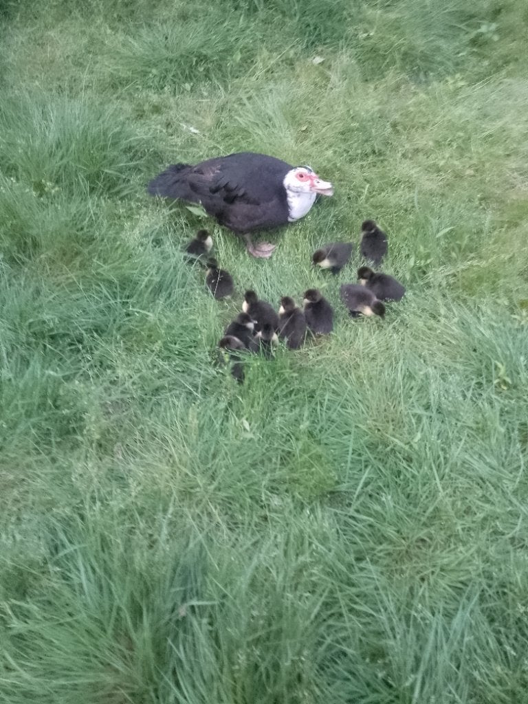Barberie eenden, Meerdere dieren, Eend