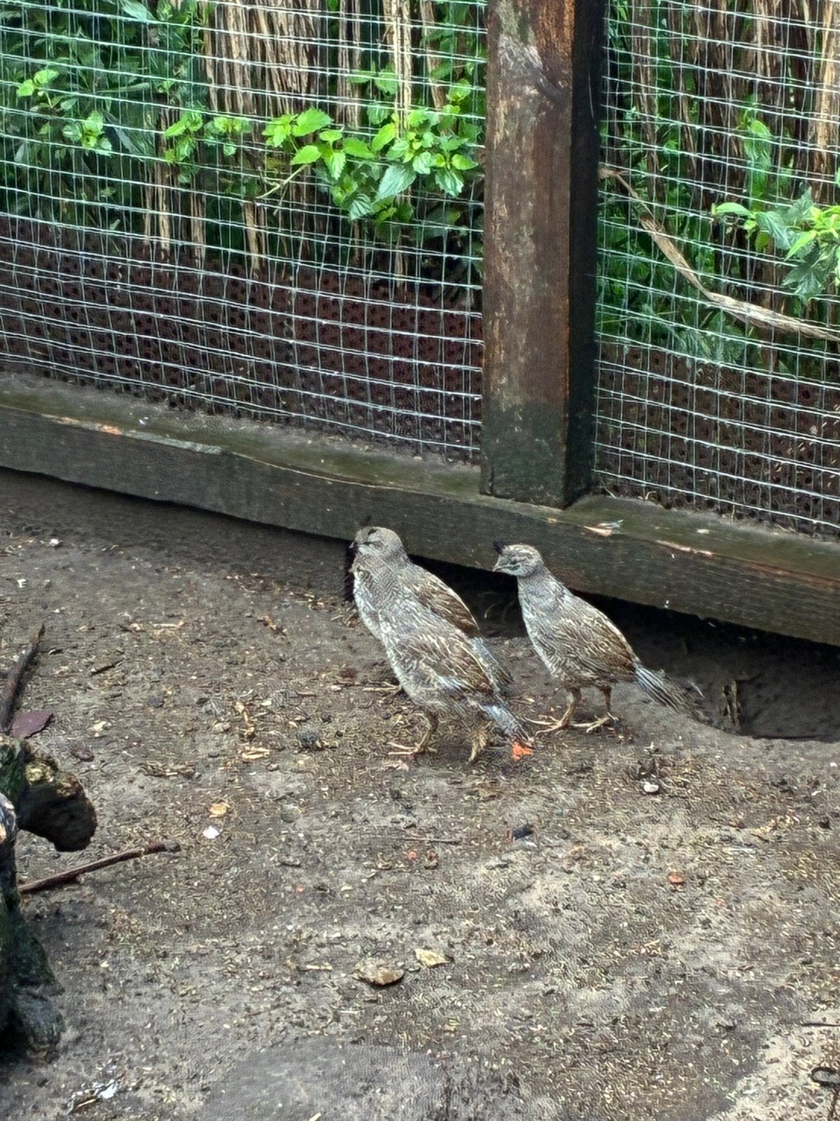 Californische kuifkwartels, Dieren en Toebehoren, Vogels | Overige Vogels, Meerdere dieren, Tropenvogel
