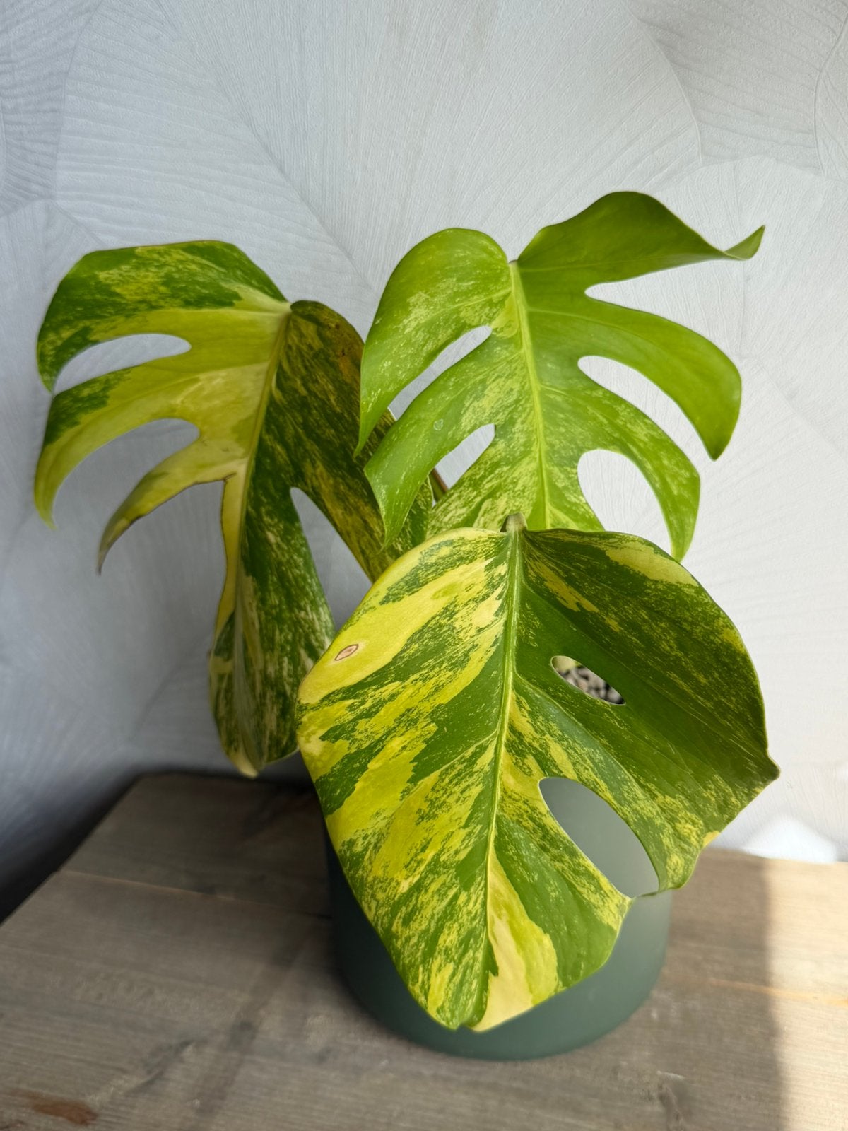 Monstera Aurea SF, Maison & Meubles, Plantes d'intérieur, Enlèvement