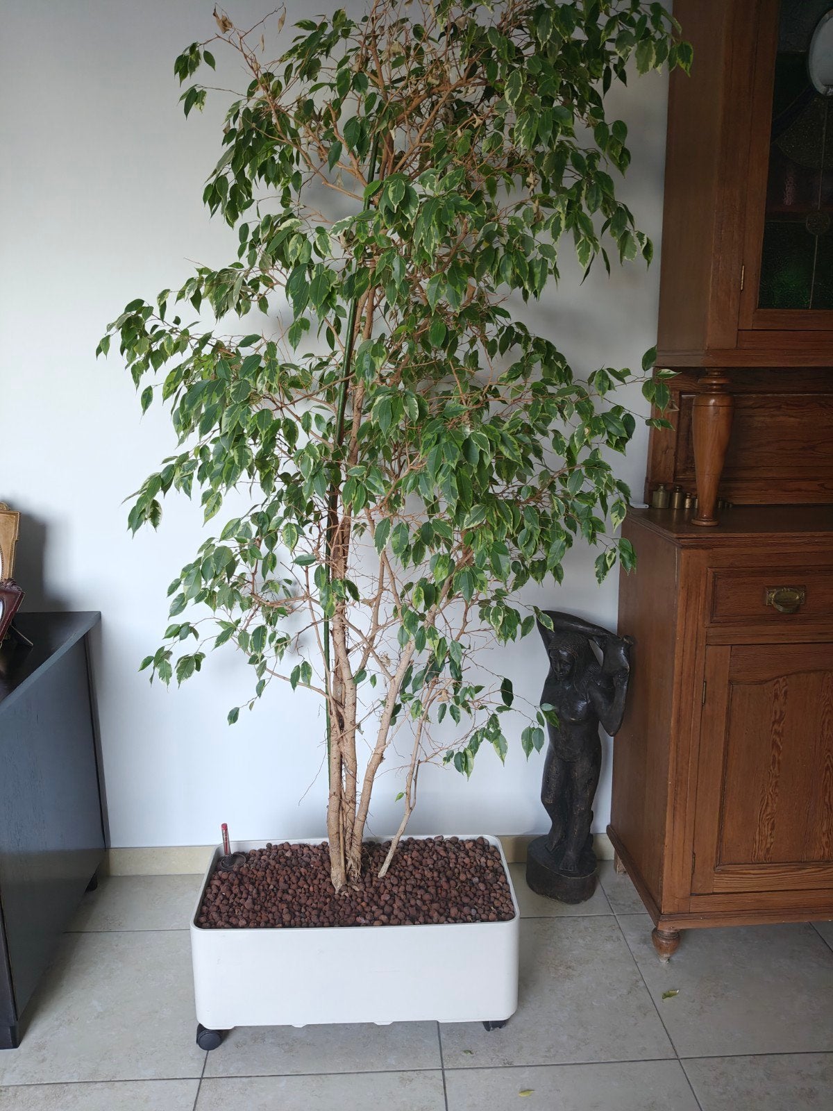 Kamerplant, 2 m hoog met vintage plantenbak, Ophalen