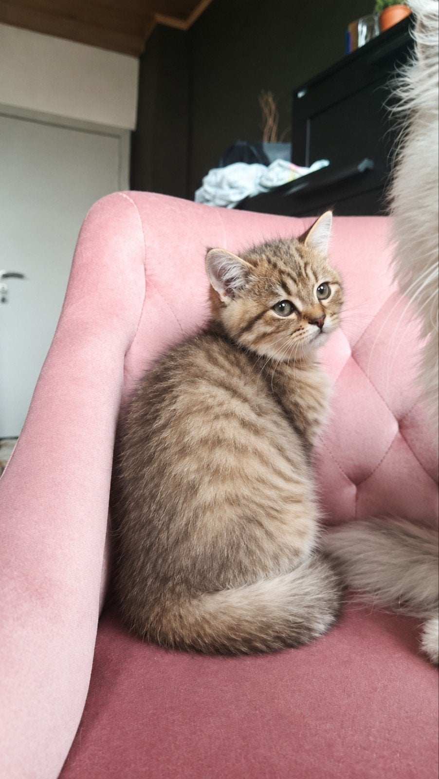British korthaar black golden tabby, Kater, Met stamboom, 0 tot 2 jaar