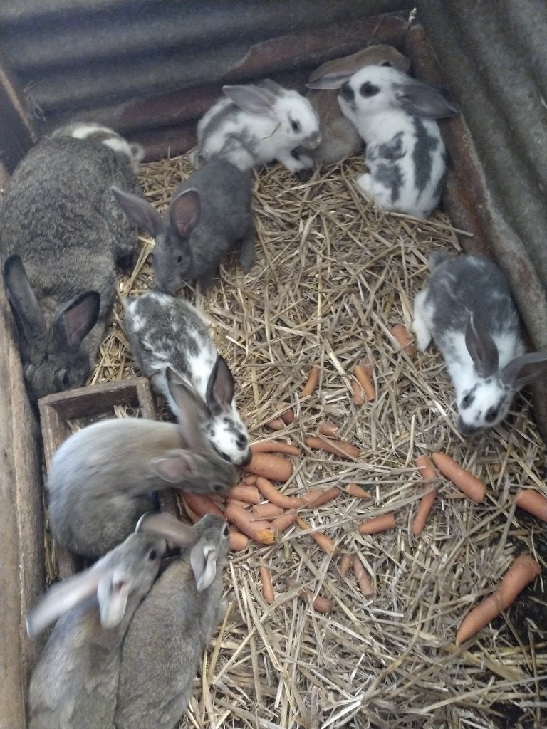 Konijnen jongen, Dieren en Toebehoren, Konijnen, Meerdere dieren, Klein, 0 tot 2 jaar