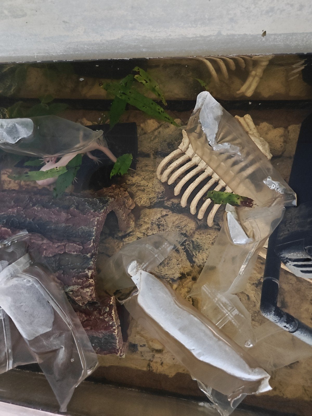 axolotl, Enlèvement