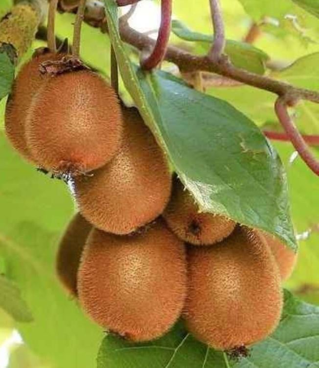 Actinidia, Ophalen