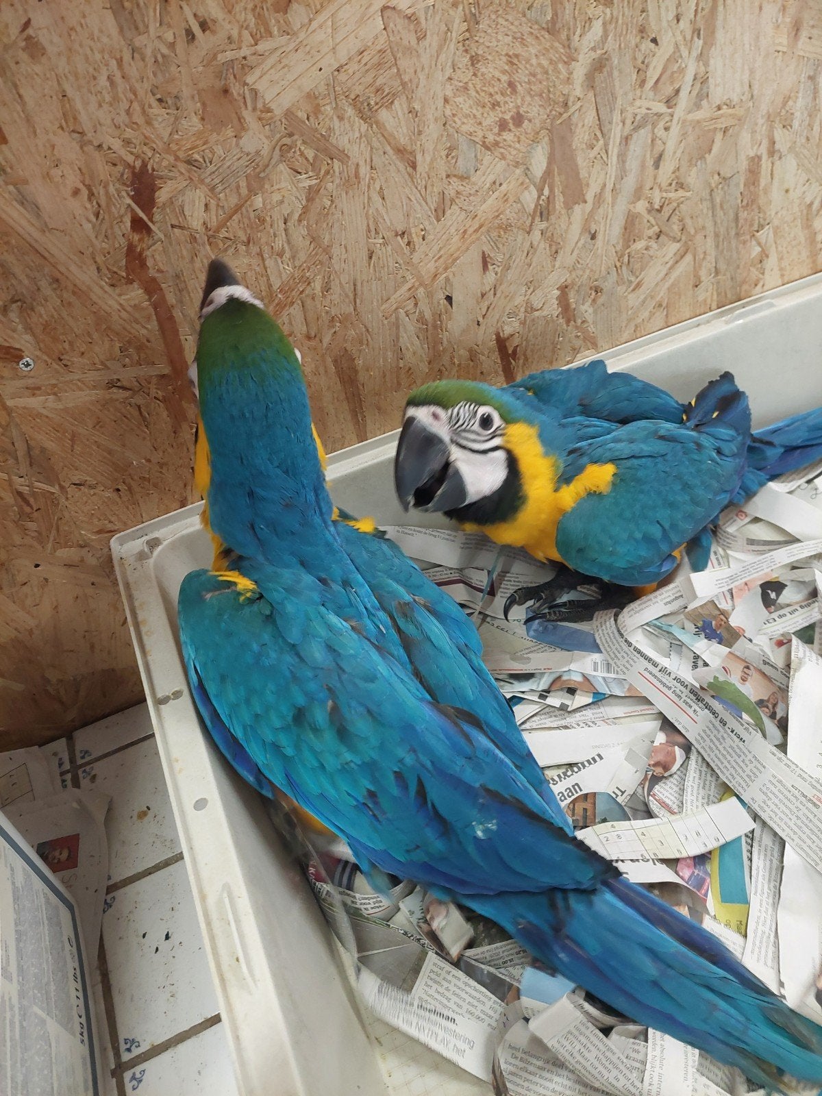 Jonge blauw gele ara's, Animaux & Accessoires, Oiseaux | Perruches & Perroquets, Femelle, Perroquet, Domestique